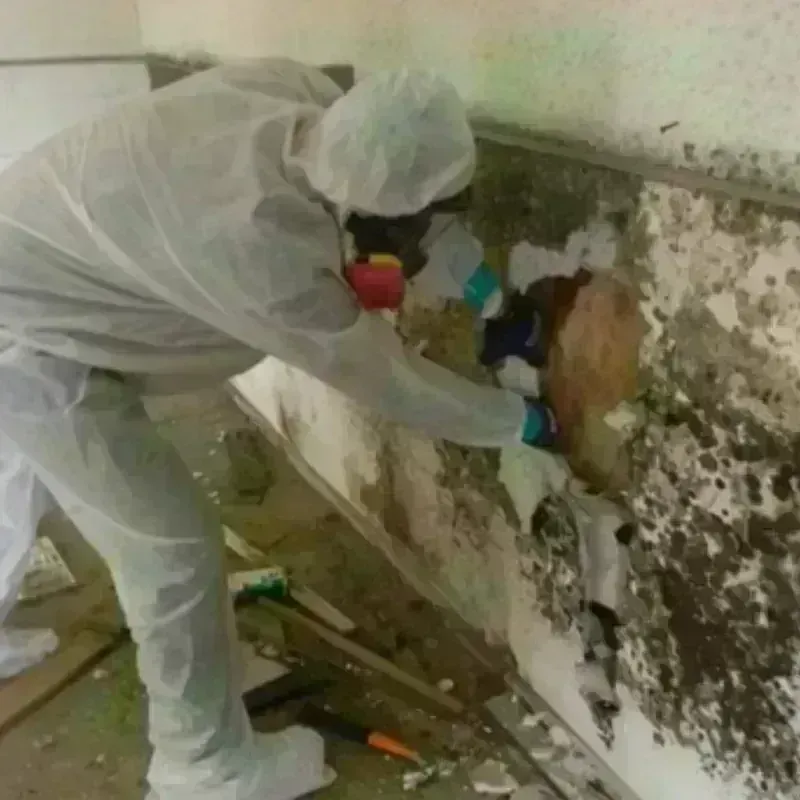 Mold Remediation and Removal in Kittanning, PA